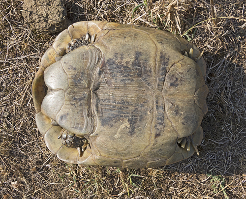 Greek Tortoise