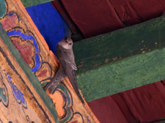 Ptyonoprogne rupestris