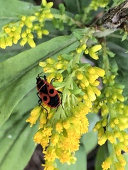 Pyrrhocoris apterus