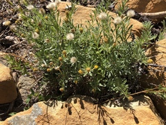 Erigeron petrophilus