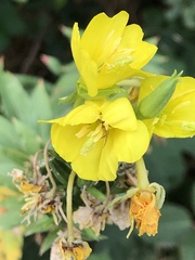 Oenothera biennis