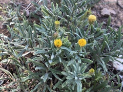 Erigeron petrophilus
