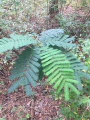 Albizia julibrissin julibrissin