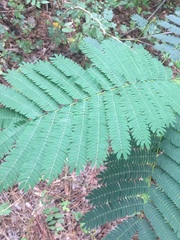 Albizia julibrissin julibrissin