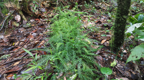 Drège's Spleenwort (Asplenium dregeanum)