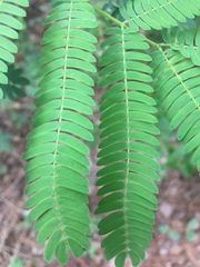 Albizia julibrissin julibrissin