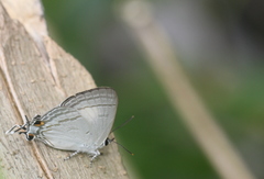 Hypolycaena phorbas