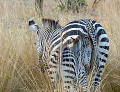 Equus quagga crawshayi