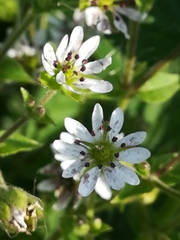 Microbotryum stellariae