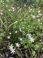 Trachyandra filiformis