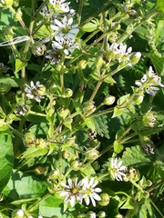 Microbotryum stellariae