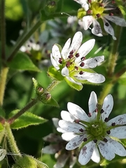 Microbotryum stellariae