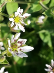 Microbotryum stellariae