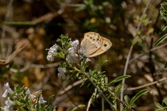 Coenonympha dorus
