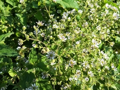 Microbotryum stellariae