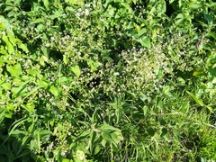 Microbotryum stellariae