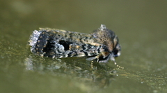 Thoracolopha