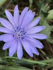 Cichorium intybus