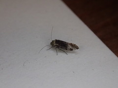 Trichadenotecnum alexanderae