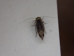 Trichadenotecnum alexanderae