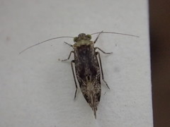 Trichadenotecnum alexanderae