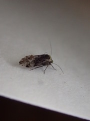 Trichadenotecnum alexanderae