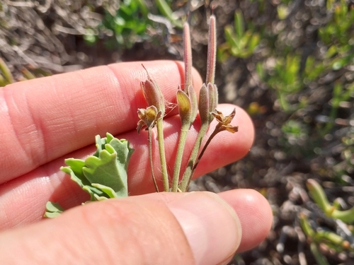 Image of Pelargonium gibbosum by (c) De Waal Hugo, some rights reserved (CC BY)