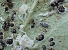 Aleurocanthus spiniferus