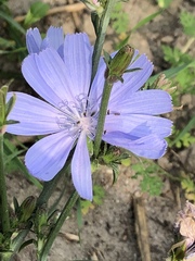 Cichorium intybus