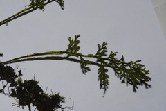 Hymenophyllum flexuosum
