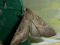 Apamea lateritia