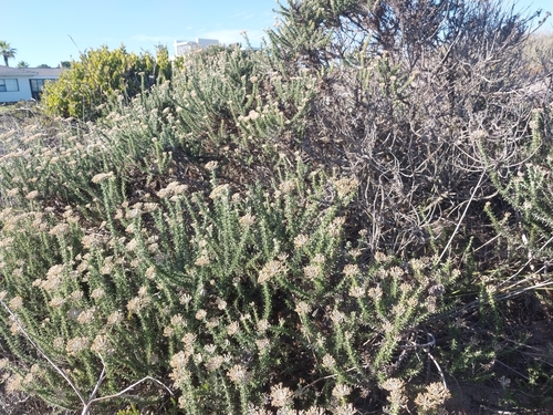 Image of Metalasia muricata by (c) De Waal Hugo, some rights reserved (CC BY)