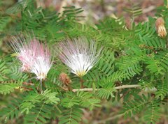 Calliandra riparia