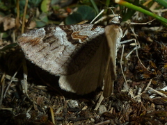 Aplocera praeformata