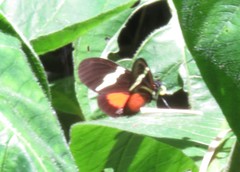 Heliconius clysonymus montanus