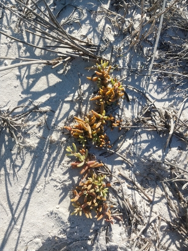 Mesembryanthemum canaliculatum