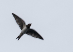 Hirundo rustica