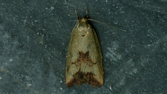 Ageletha elaeodes