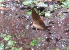 Marpesia marcella valetta