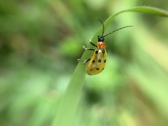 Diabrotica decempunctata