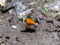 Marpesia marcella valetta