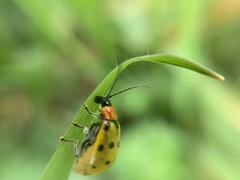 Diabrotica decempunctata