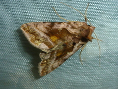 Autographa jota