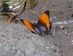 Marpesia marcella valetta