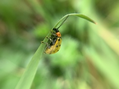 Diabrotica decempunctata
