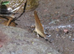 Marpesia marcella valetta