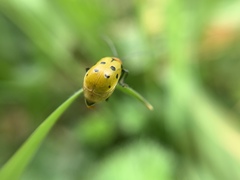 Diabrotica decempunctata