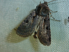 Chersotis andereggii
