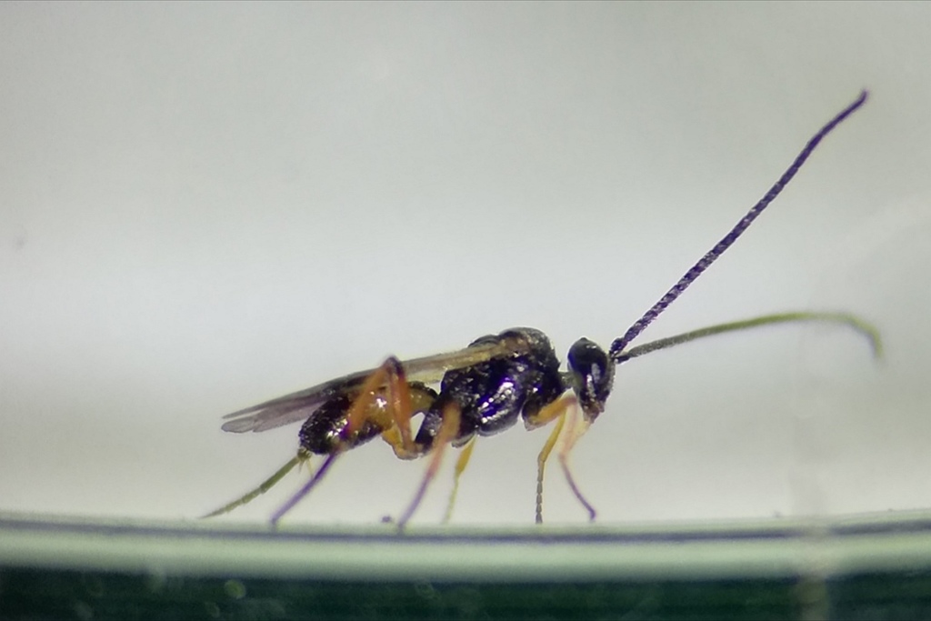 Braconid wasp