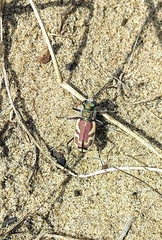 Cicindela lengi versuta